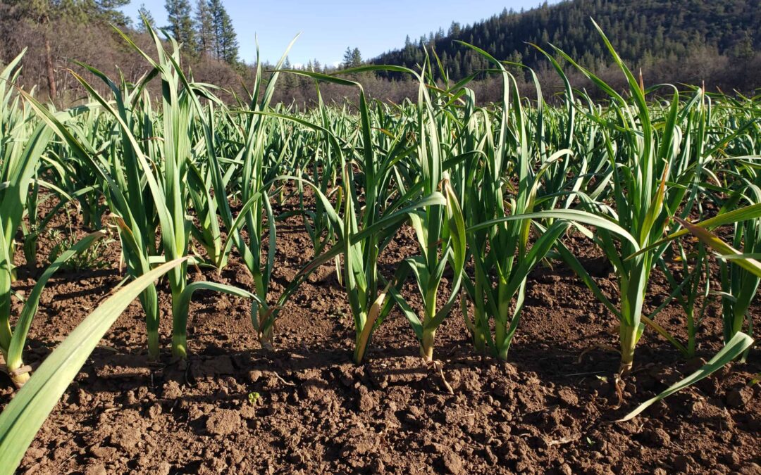 The Top 10 Organic Garlic Farms in the US: A Comprehensive Ranking