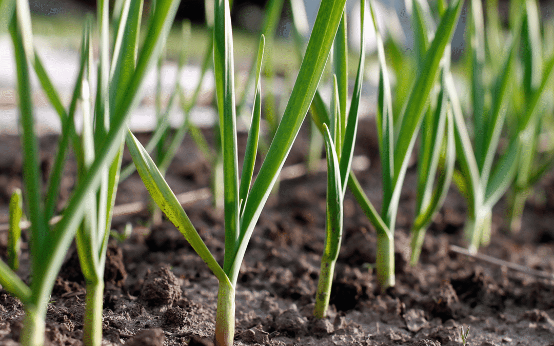 How To Grow Garlic