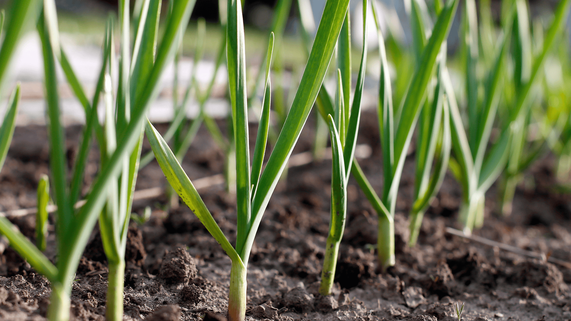 California Garlic Bulbs For Planting Learn How To Grow Garlic In CA Basaltic Farms
