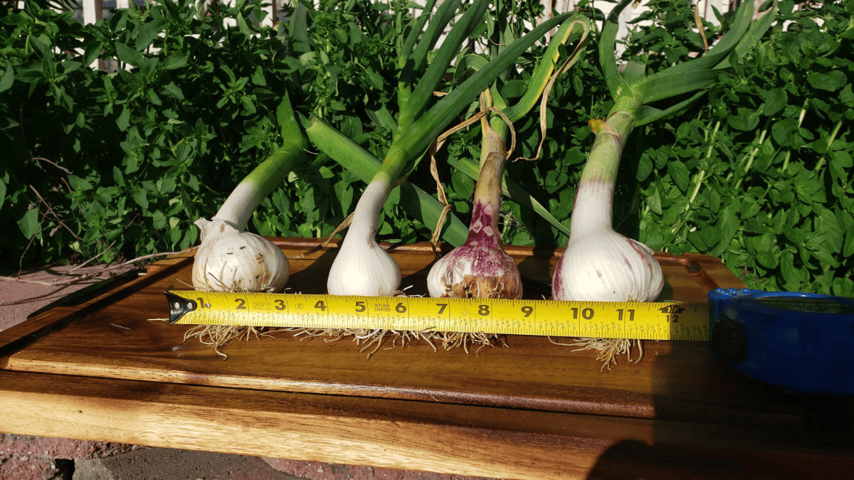 Fresh Healthy Organic Garlic Bulbs Basaltic Farms