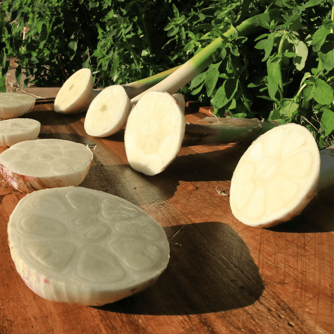 Health Benefits Of Garlic California Grown Certified Ccof Organic Garlic Basaltic Farms