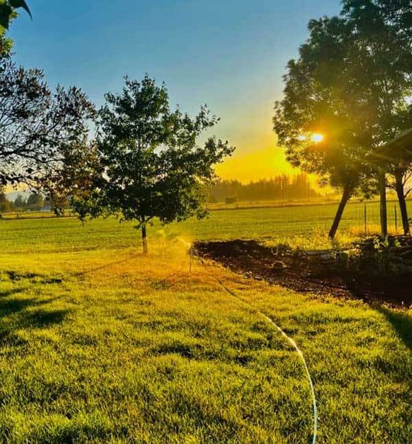 Organic Garlic Farm Pricing 2024 Organic Garlic Prices Basaltic Farms