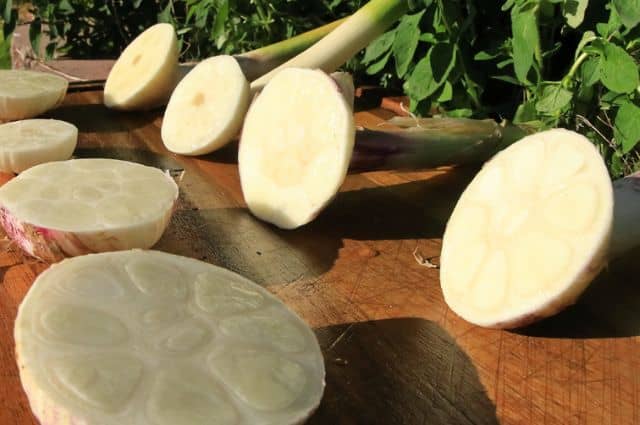 What Are The Health Benefits Of Organic Garlic Basaltic Farms