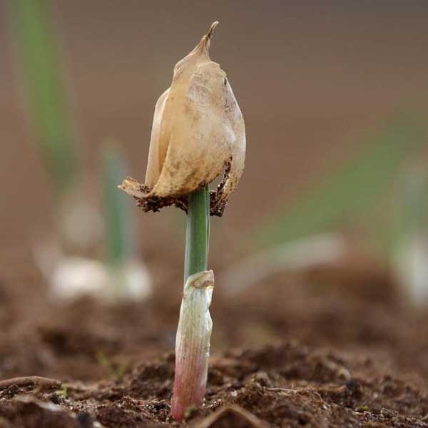 Benefits Of Certified Organic Garlic