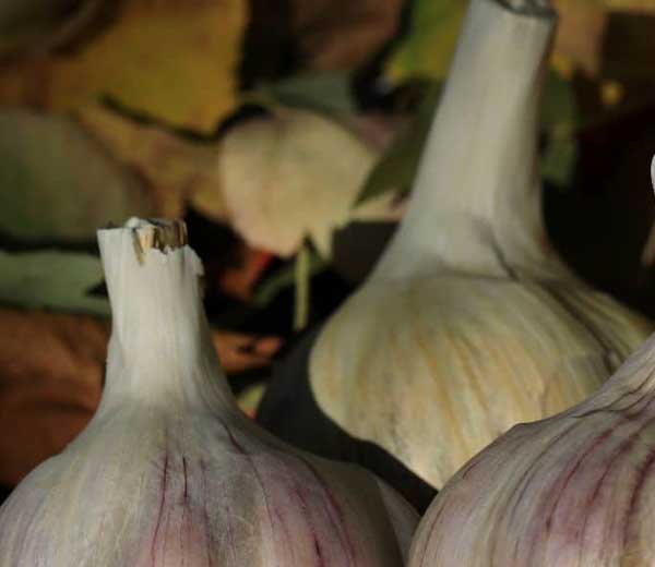 Why Autumn Planting Creates Better Garlic