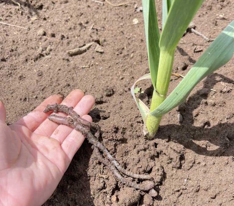 The Complete Guide to Basaltic Farms Organic Seed Garlic