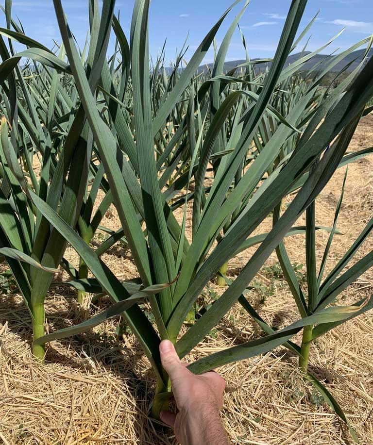 basaltic farms music garlic growing basaltic farms music garlic growing