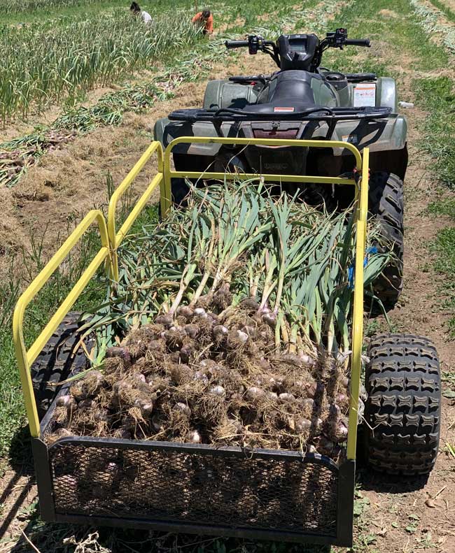 Certified Organic Garlic Harvest Fresh Pulls At Basaltic Farms In California