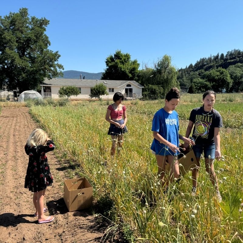 Grandkids Serenity, Phoebe, Yinah Schallert, Hanna Heinichen Future Garlic Farmers Basaltic Farms