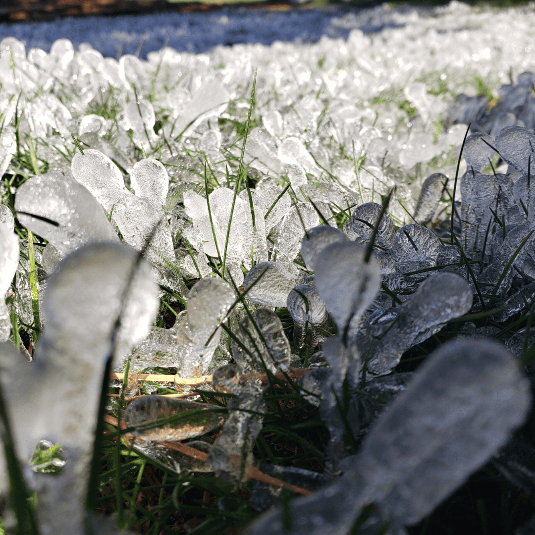 Growing Garlic Guide Planting Garlic In Frozen Ground Basaltic Farms