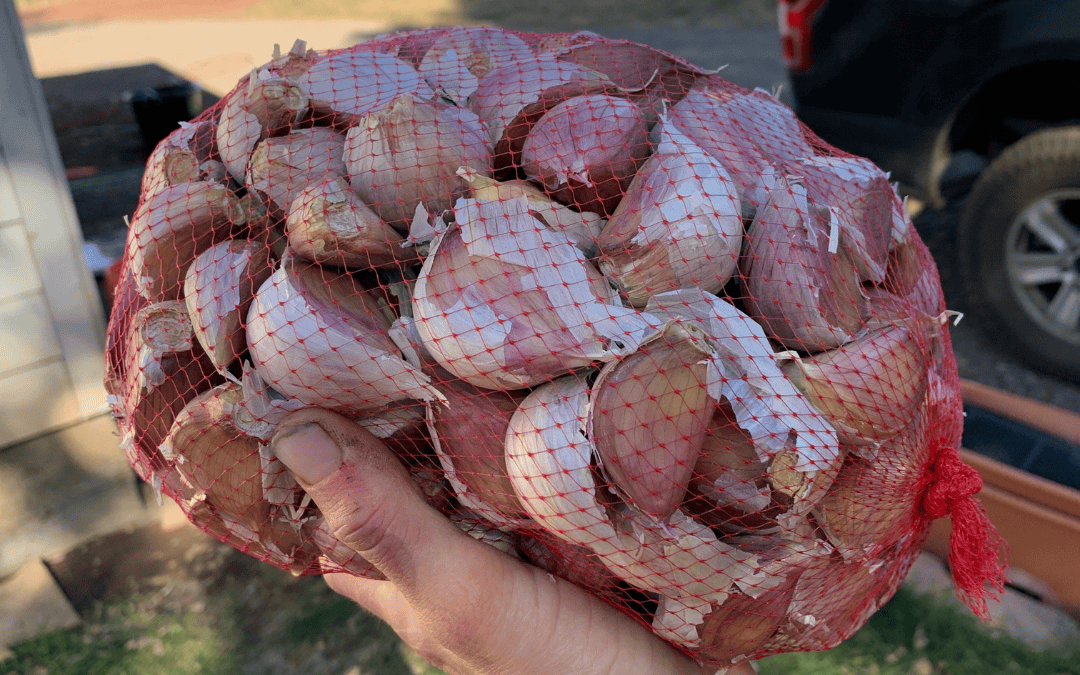 What Is Seed Garlic? Why Certified Organic Matters When You Buy