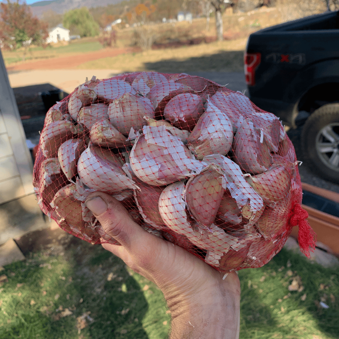 Growing Garlic Guide Planting Garlic In The Fall Basaltic Farms