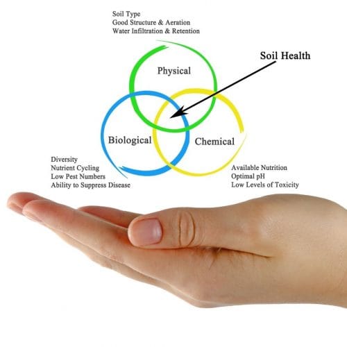 How Do You Improve Soil Health Ccof Certified Usda Organic Garlic Basaltic Farms 500X500 1