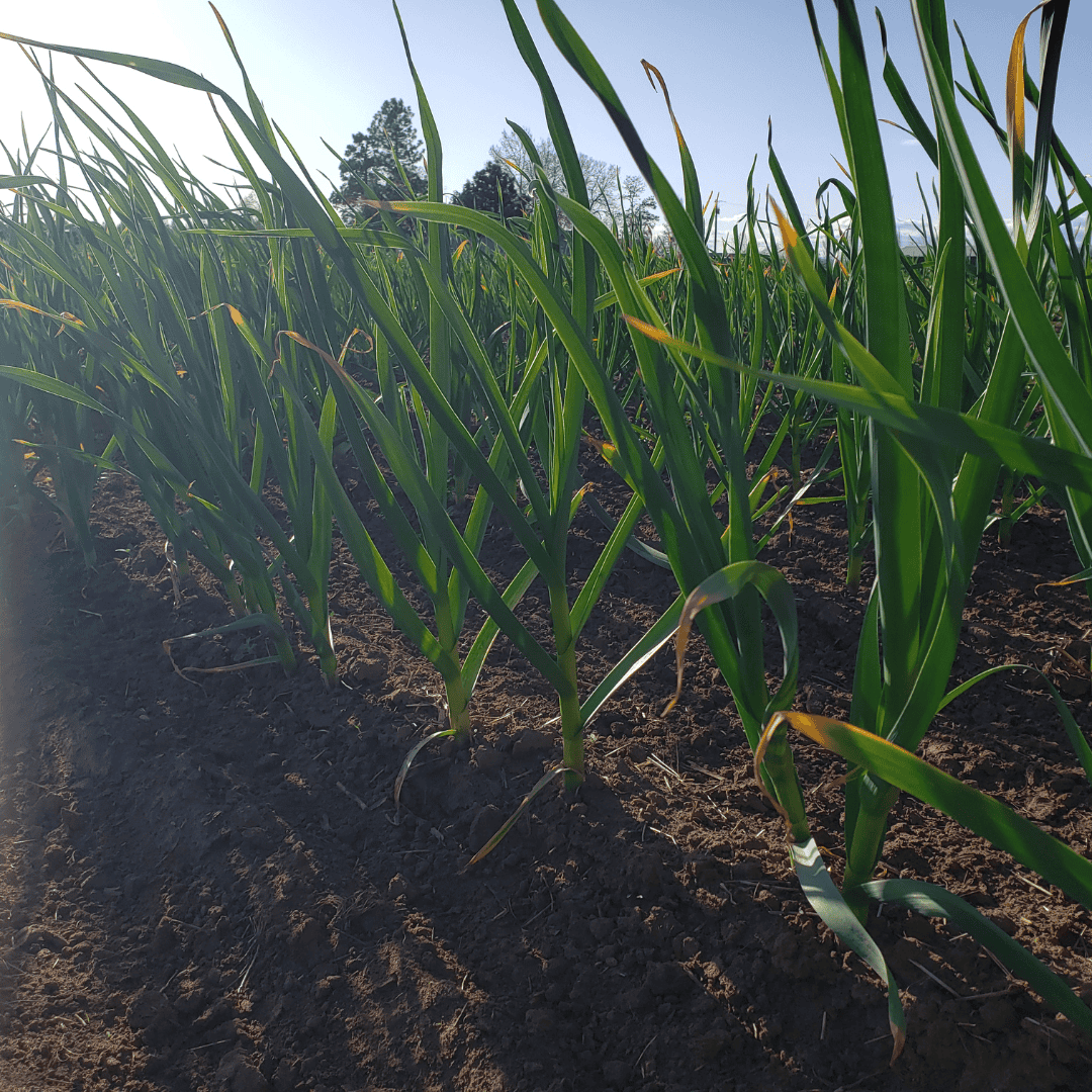 How To Grow Garlic Mistakes To Avoid When Planting Garlic Basaltic Farms