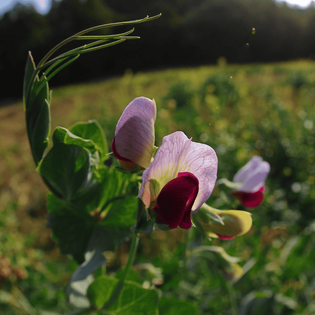 Organic Farming Cover Crops Austrian Winter Peas Basaltic Farms