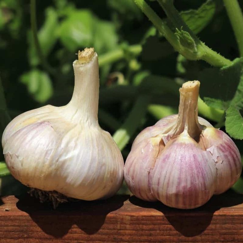 Organic Music Garlic Hardneck Porcelain Variety Basaltic Farms Organic Music Garlic Hardneck Porcelain Variety Basaltic Farms