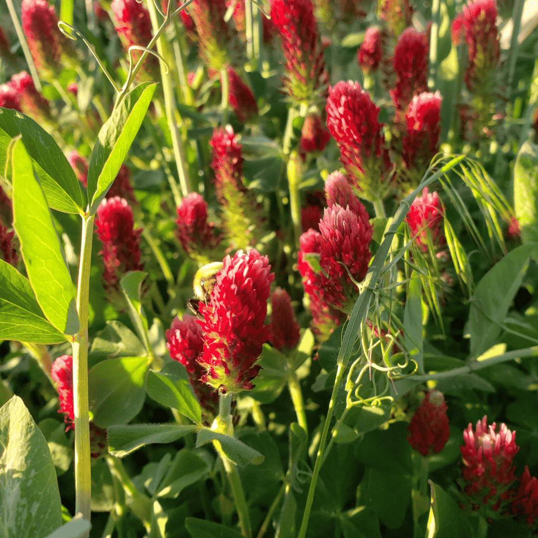 Regenerative Organic Farming What Is Soil Health Red Crimson Clovers Basaltic Farms