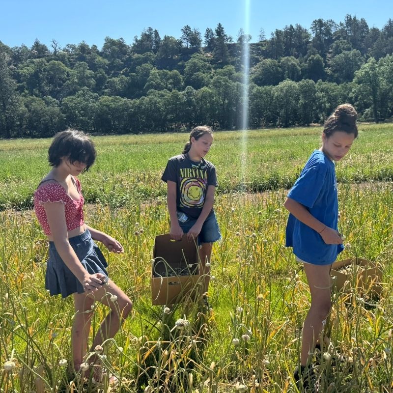 Serenity, Phoeobe, Yinah Schallert Thai Purple Garlic Scape Seed Basaltic Farms