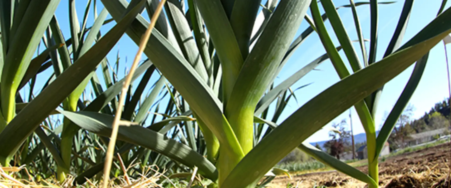 Contact Ccof Organic Garlic Supplier Basaltic Farms