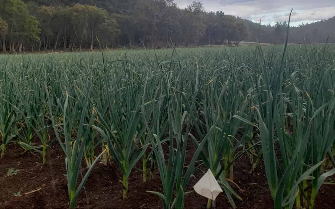 Commercial Garlic Farming Guide: Planning, Production, and Profitability