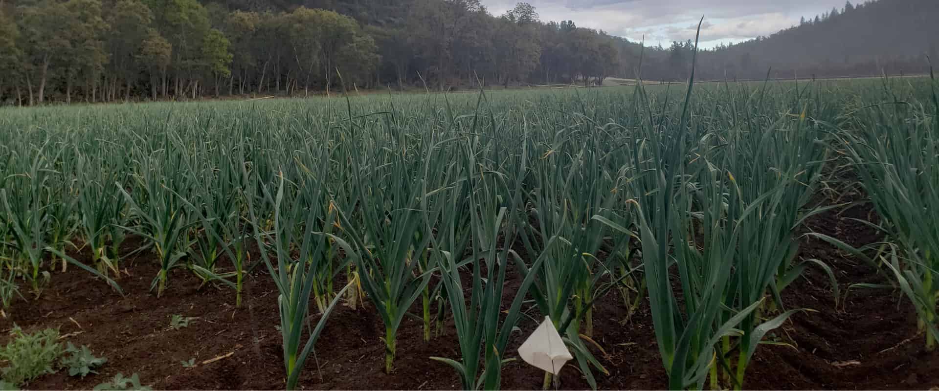 How Much Garlic How Many Bulbs and Cloves by Weight Basaltic Farms How Much Garlic How Many Bulbs and Cloves by Weight Basaltic Farms