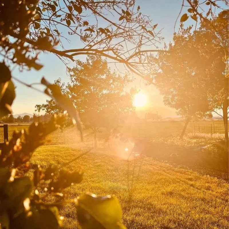 Sunset In Mcarthur California Organic Garlic Farm Basaltic Farms (1)