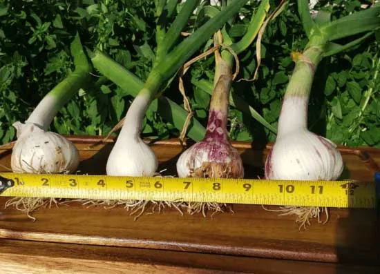 benefits of volcanic soil img