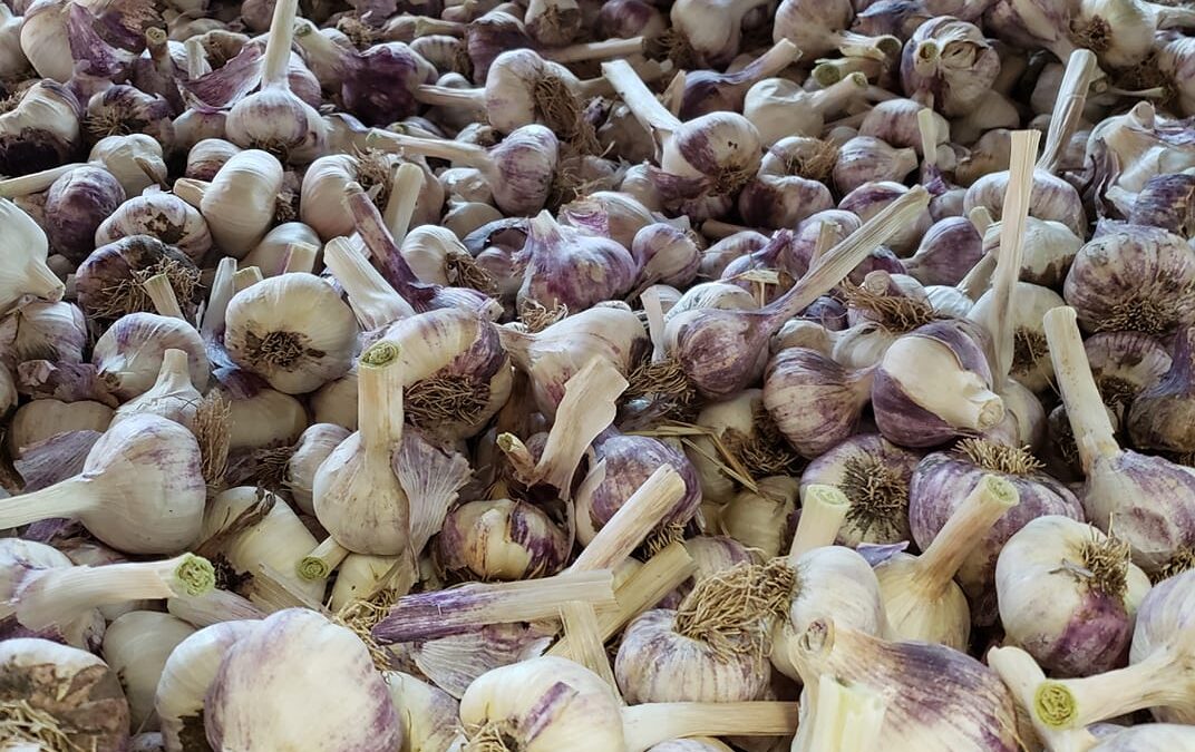 Bulk Seed Garlic: The Buyer’s Guide to Ordering the Right Amount