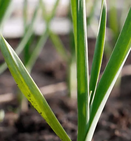 getting certified organic