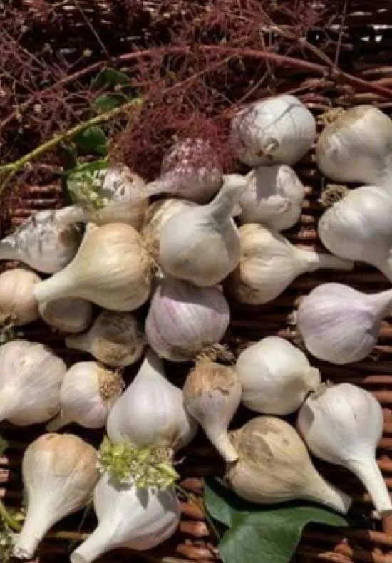 history of organic agriculture