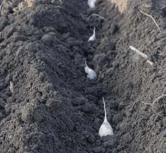 planning crop rotations img