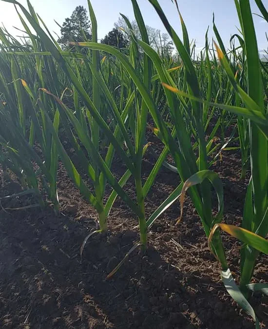 How to Plant Garlic, Proven Garlic Growing Instructions for Fall Planting