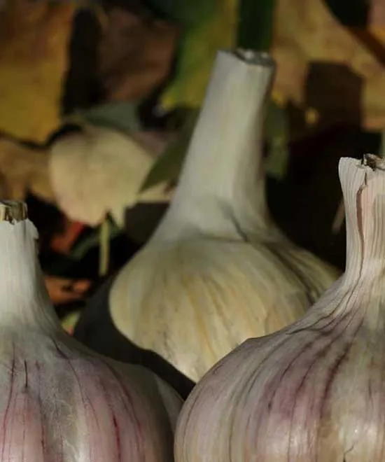 standards and legislation