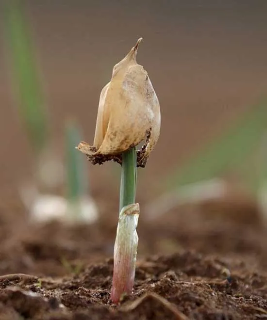 the agricultural depression